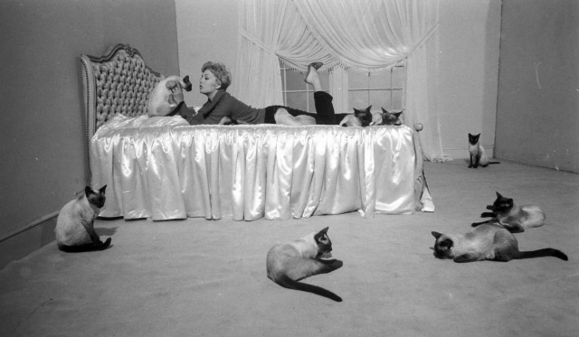 kitties